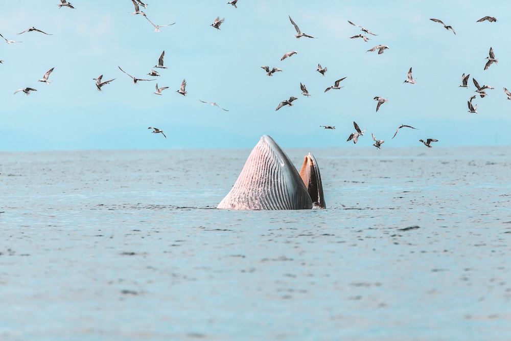 bryde whale eating fish out of water
