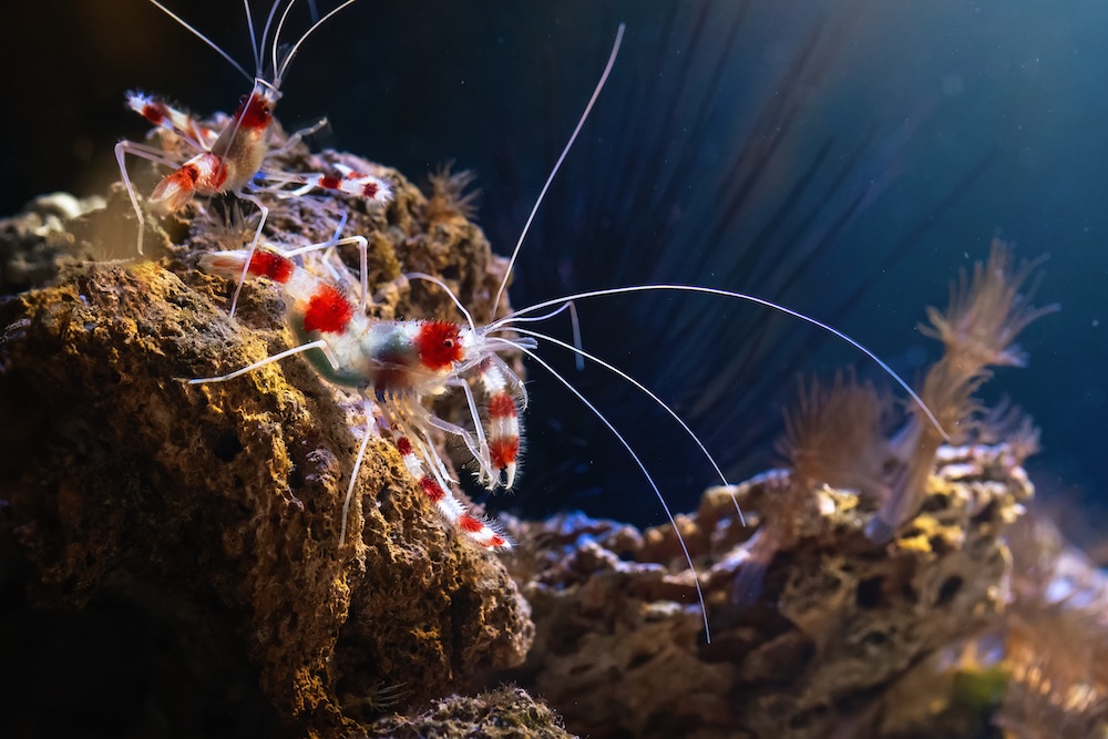 coral shrimp that resemble krill in the ocean