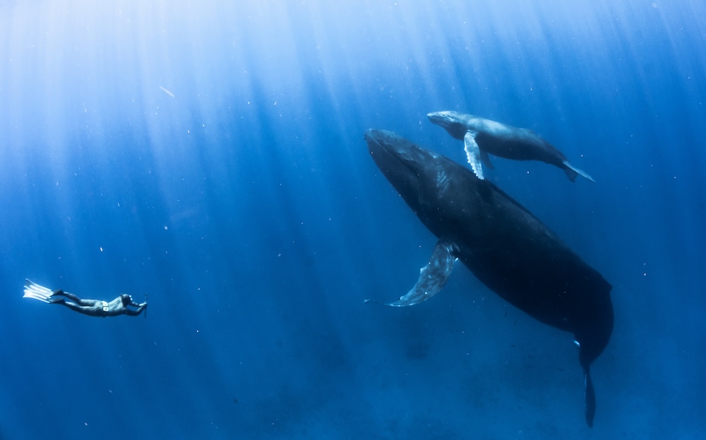 Whales swimming in the deep with a scuba diver