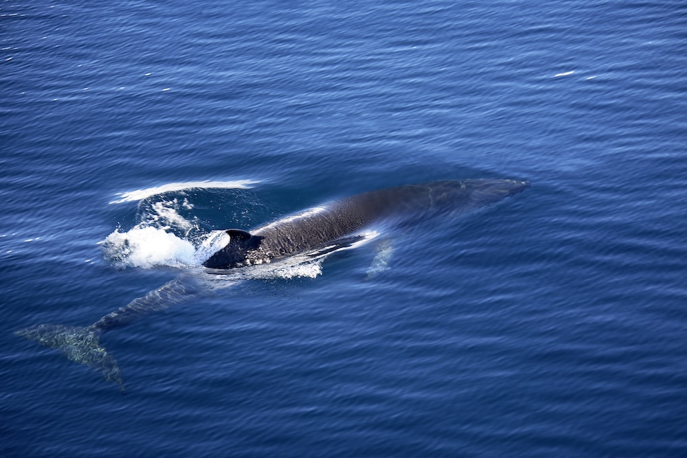 Fin whales in the Mediterranean face year-round danger from high-speed ship strikes. Without mandatory speed limits and route changes, this critical population is at risk.