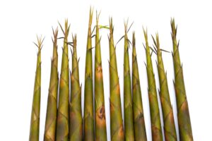Fresh bamboo shoots