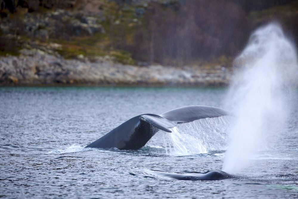 whale splashing in the artic ocean