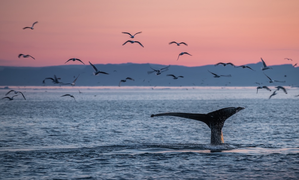 humpback whale tail against sunset landscape