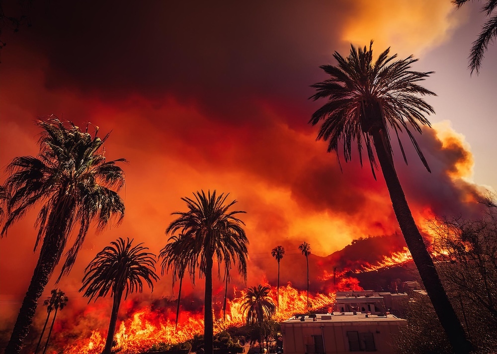 palm trees in los angeles california on fire
