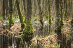 trees and plants in wetland swamp