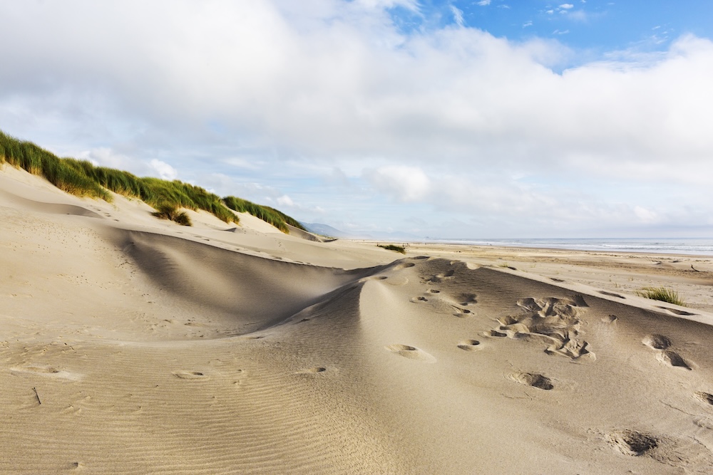 grassy beach sand dunes with ocean at distance