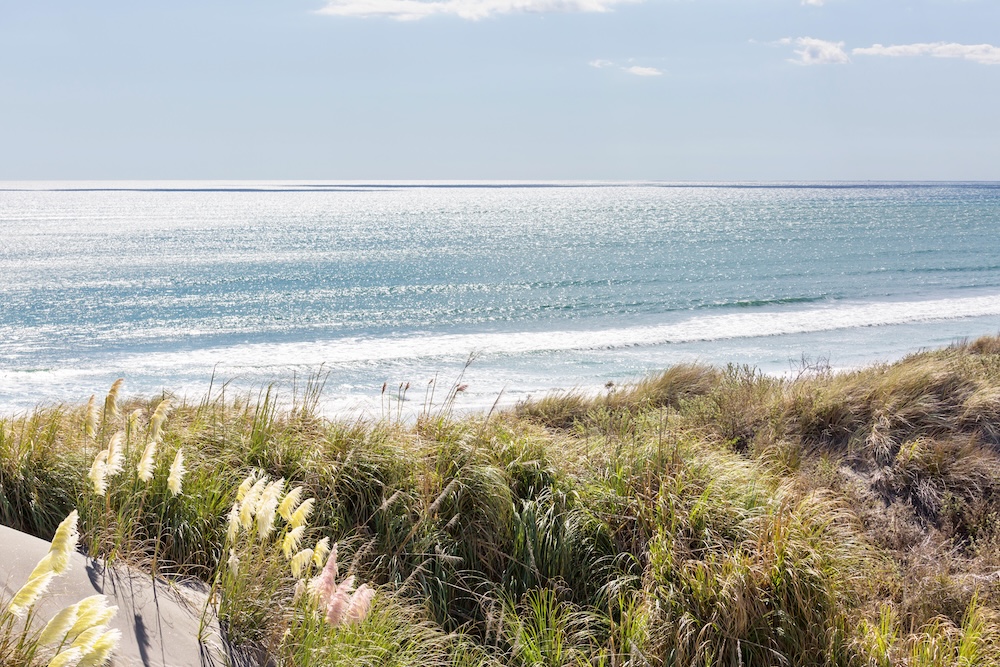 New Zealand sea coast with grassy plants