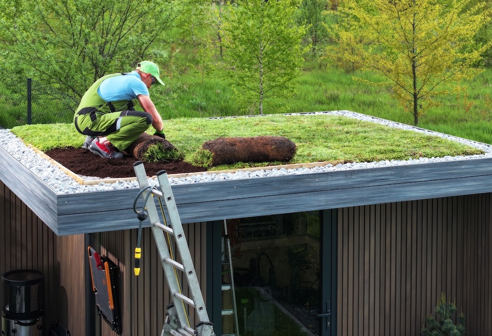 gardener rolling out sod on a roof