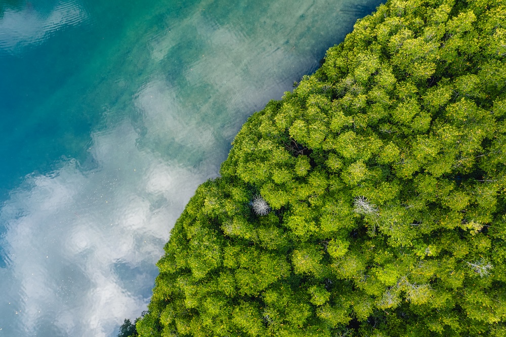 green mangroves bordering coastline