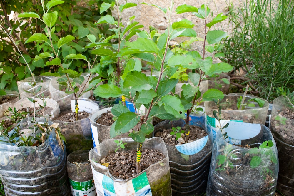 seedlings grown inside recycled bottles