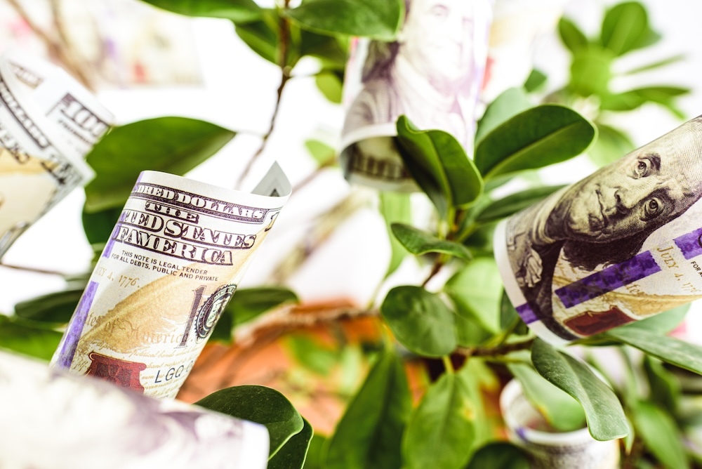 dollar bills rolled on branches of a plant