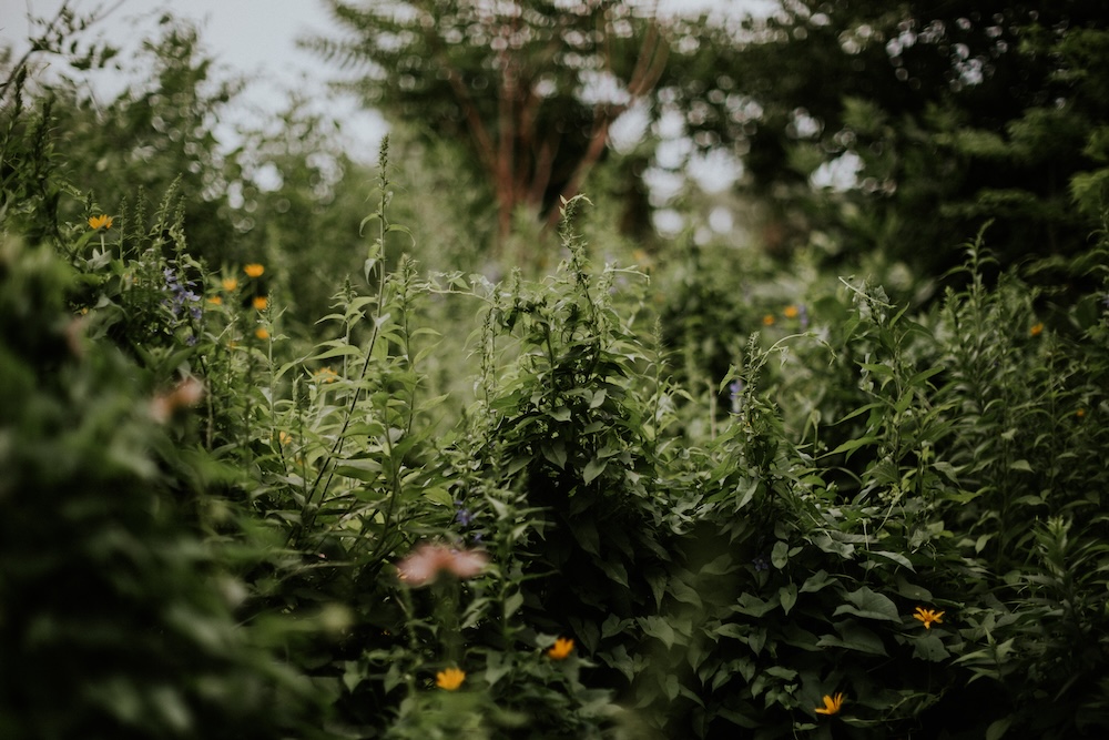 Invasive plants overtaking other plants in a park