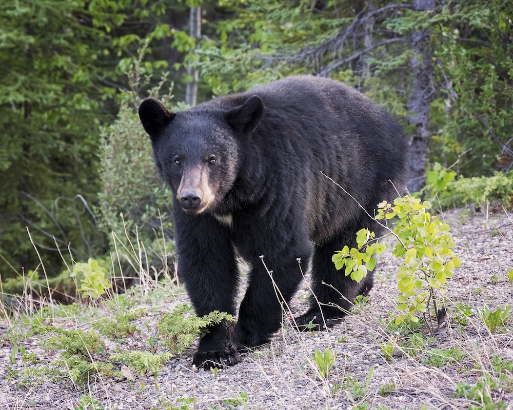 Young black bear walking in forest