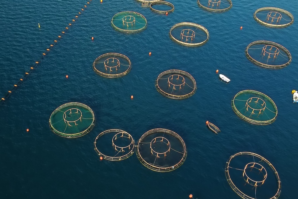 Aerial view of fish farming in the ocean
