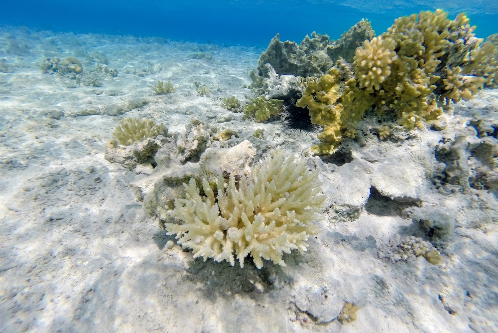 Coral Reef below the ocean sea