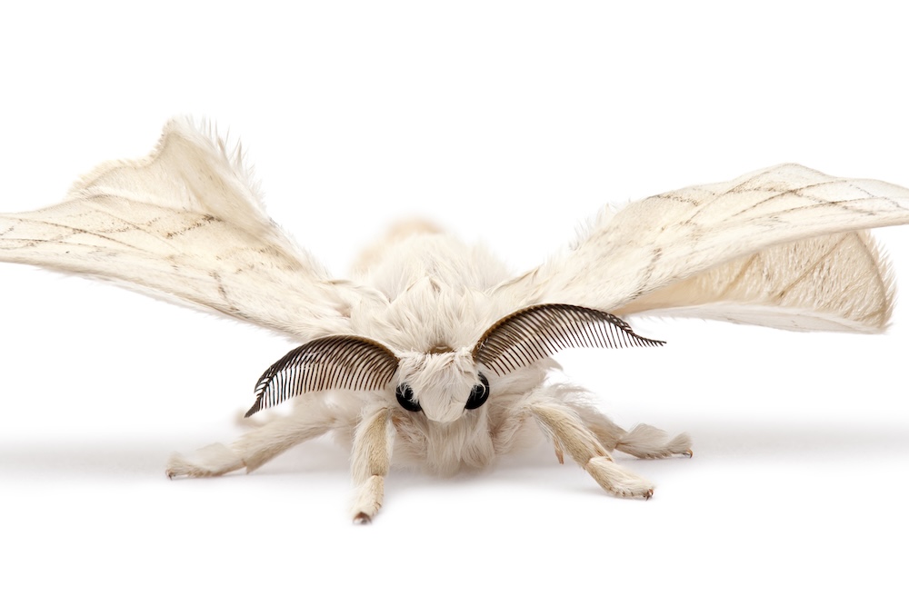 Silkmoth Bombyx Mori against a whilte background