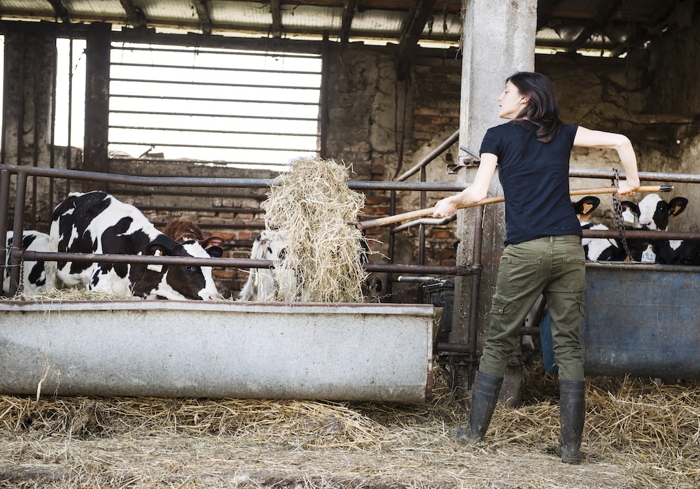 female farmer feeding livestock in barn