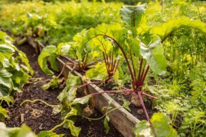 Beets thriving in a wooden garden bed