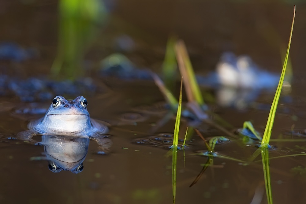 Moor frog in natural waters