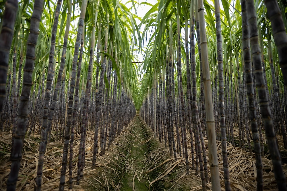 Sugarcane field with tall stalks