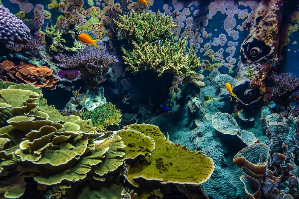 Coral reef underwater with small fish
