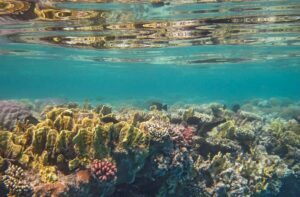 Underwater coral reef city