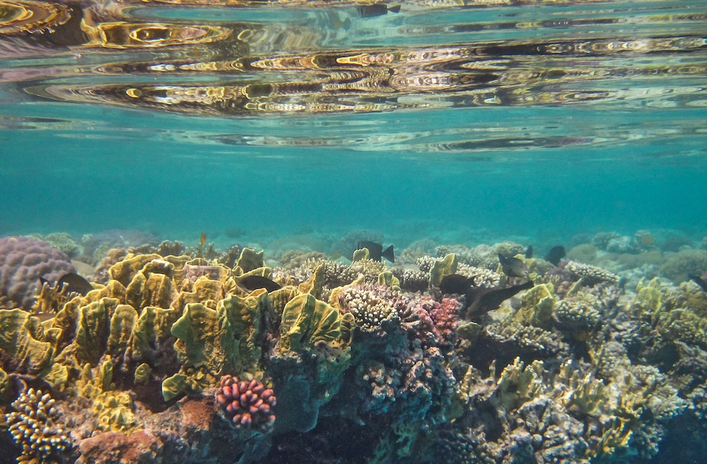 Underwater coral reef city