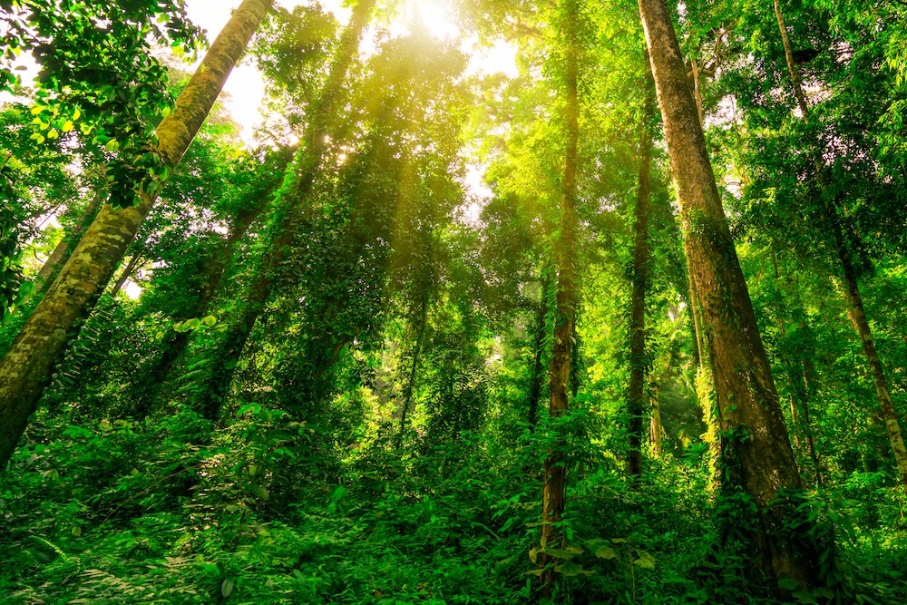 Topical green lush forest