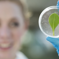 Woman holding plan in a petri dish
