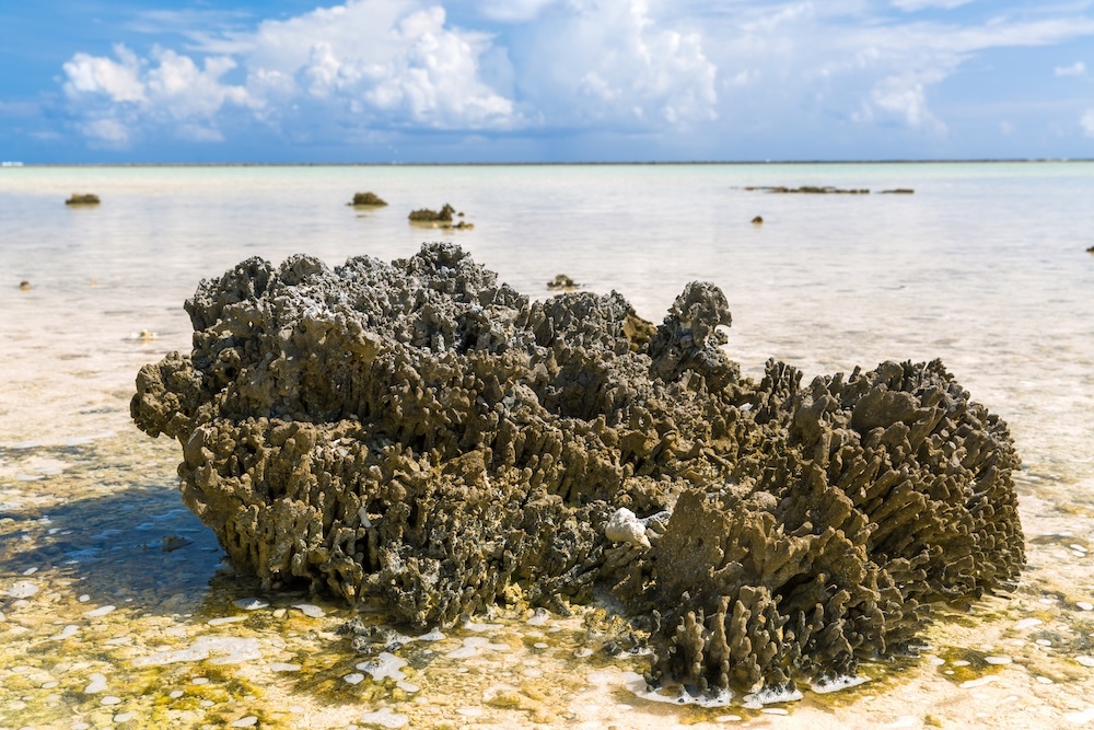 hard stony coral reef above water in sand