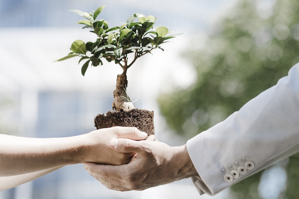 Business people holding a bonsai tree