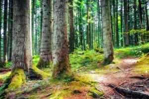 Pine forest ecosystem absorbing sunlight