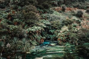 Topical plants surrounding river