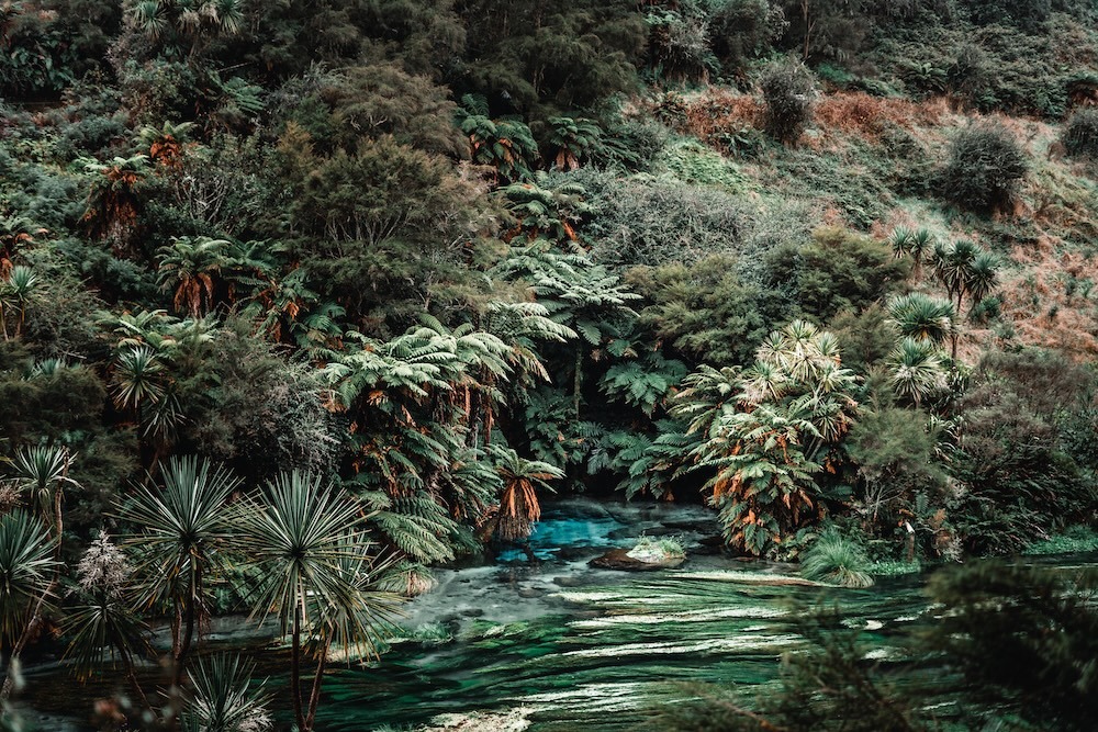 Topical plants surrounding river