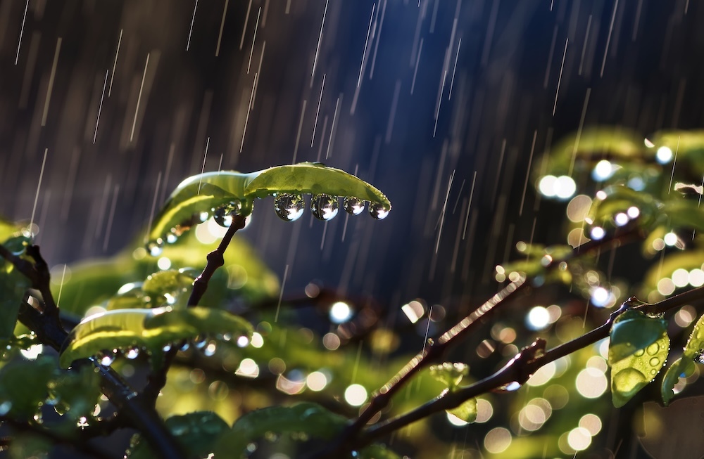 heavy rain with droplets forming on plants