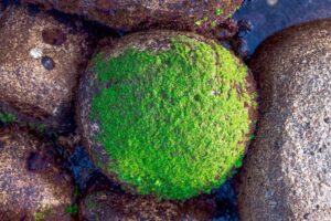 Rock with growing algae moss on top