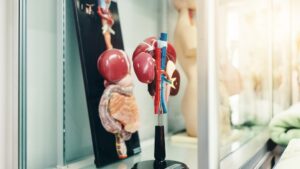 heart model for students to study