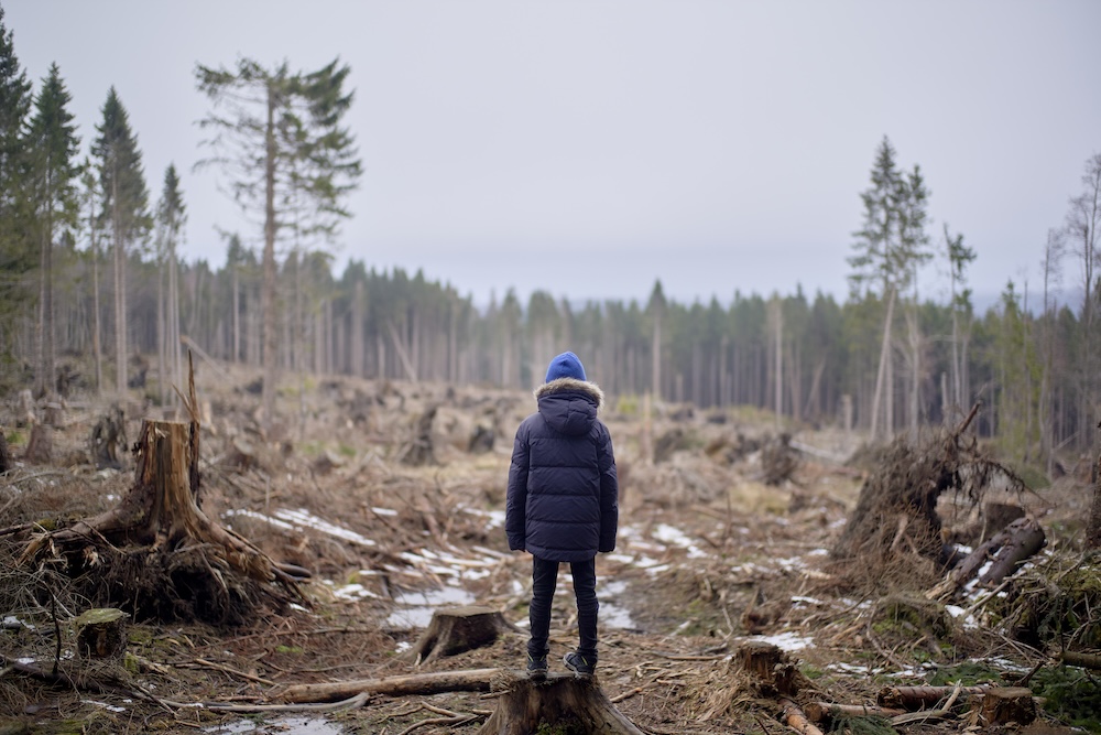 Young boy standing in the middle of deforestation