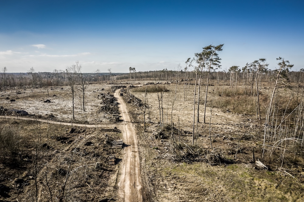 Aerial view of deforestation and removal of plants from land