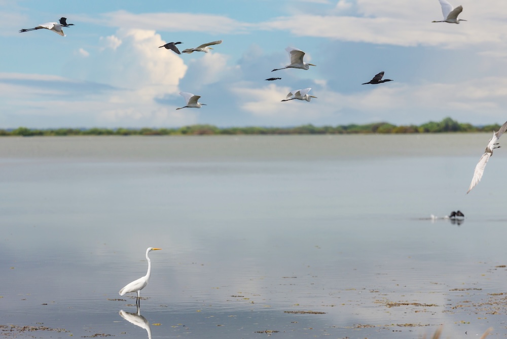 Sea birds flying over water
