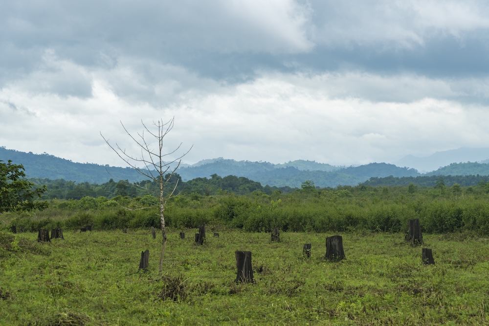 Trees cut down with stumps left behind