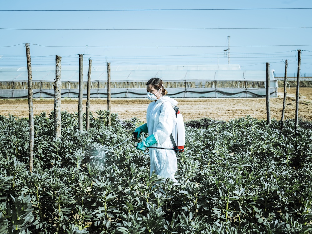 Woman wearing protective jumpsuit spraying vegetables with pesticide