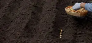 woman planting onions in fresh soil