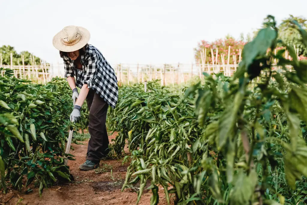 woman working on a sustainable farm