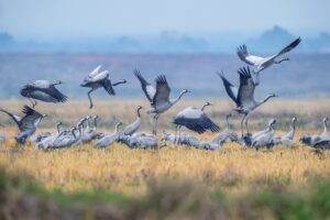 flock of birds taking off to migrate for the winter