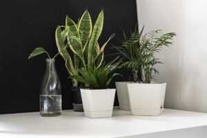 growing plants in pots to clean indoor air pollutants