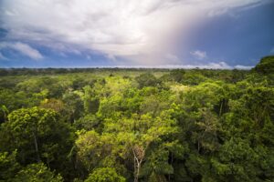 amazon rainforest with sunlight coming through a blue sky