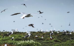 different types of birds some on the ground some in the sky