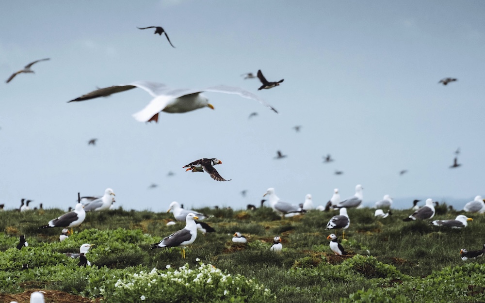 different types of birds some on the ground some in the sky