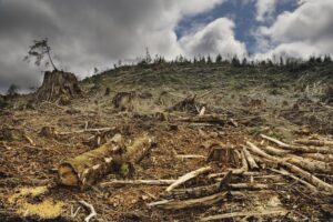 trees cut down and environment destroyed by deforestation
